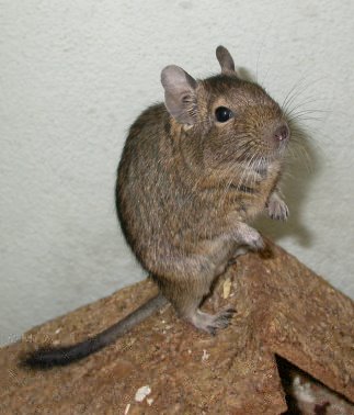 DEGUS.jpg